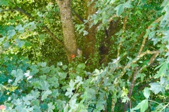 sauvons-parc-evaux.ch-img-2898