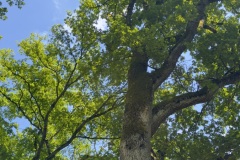 sauvons-parc-evaux.ch-img-2906